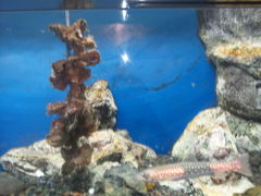 �`���g����̓��̉w���݃O�����p�[�N�E���ݖ��o�^�[�~�i���E�R���L���G�ւ̓��e�ʐ^1