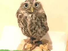 coconaôȂ܂یǂԂւ̓eʐ^1