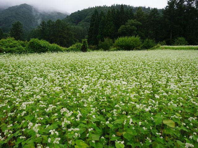 ���Δ�_���n�R�[