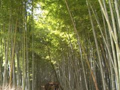 񂿂񂳂̒|т̓ւ̓eʐ^1