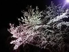 夜桜がきれいでした 千葉公園の桜の口コミ じゃらんnet