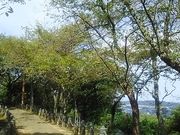 [񂳂̈ߊ}R̍̓eʐ^1