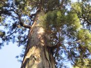 usa����̓��}�_�Ђ̑吙�̓��e�ʐ^1