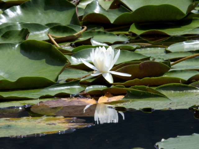 �@�̉Ԃ����ʂɉf����_�k���΂̃{�[�g