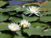 Ƃ񂳂̖k΂̃{[g̓eʐ^6