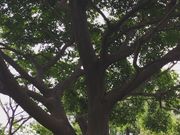 䂳̂炬ƐeqL̓eʐ^1