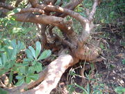 �Ԃ���񂳂�̃n�}�q�T�J�L�̓��e�ʐ^2