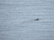 1962|phH󂯒hW]̓eʐ^3