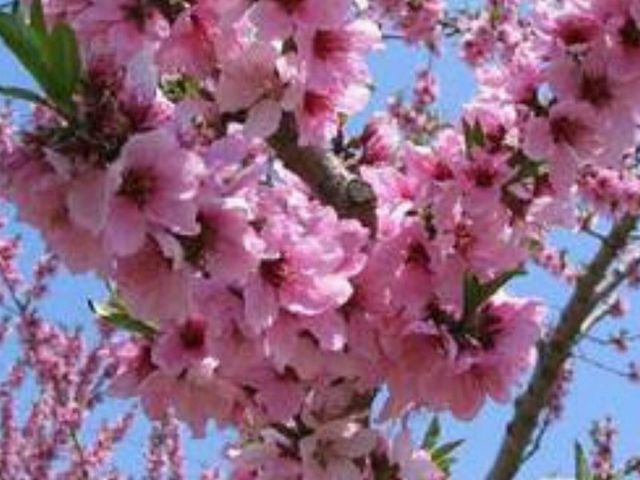 造花 とりよせ品 花桃 桃の花 モモの花 和 インテリア