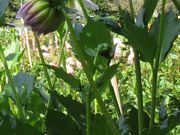 �W��������̏{�ԍ炭���P�����̃_���A�̓��e�ʐ^1