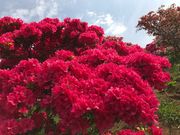 񂳂̊}Ԃ̓eʐ^2