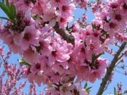 C̓ca򋽂̓̉Ԃ̓eʐ^1