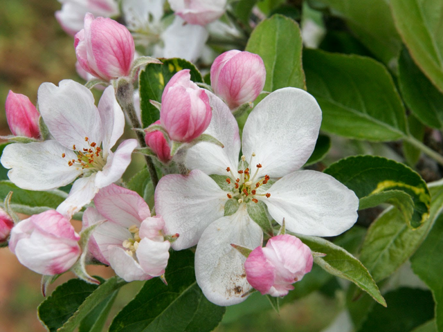 すべての美しい花の画像 トップ100花 りんご
