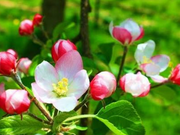 ��߂���̏㍡��̂�񂲂̉Ԃ̓��e�ʐ^1