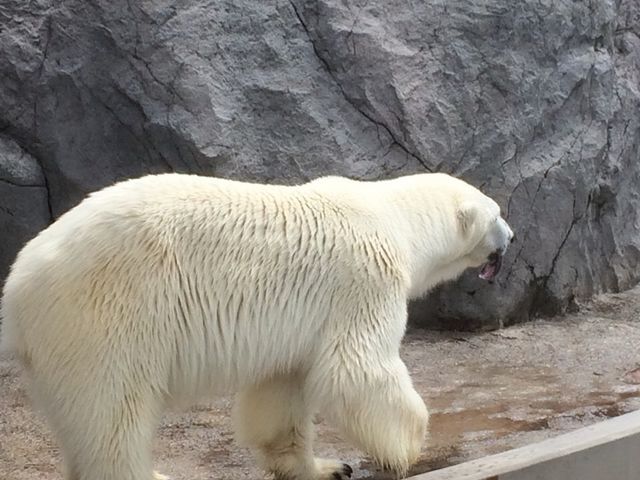 ���킢��_���R������