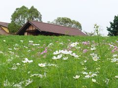 mimi̍䥗΂̃~[WA n[xXg̋uւ̓eʐ^1