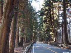 日光杉並木関連資料 - 日光杉並木 / 特別天然記念物・特別史跡