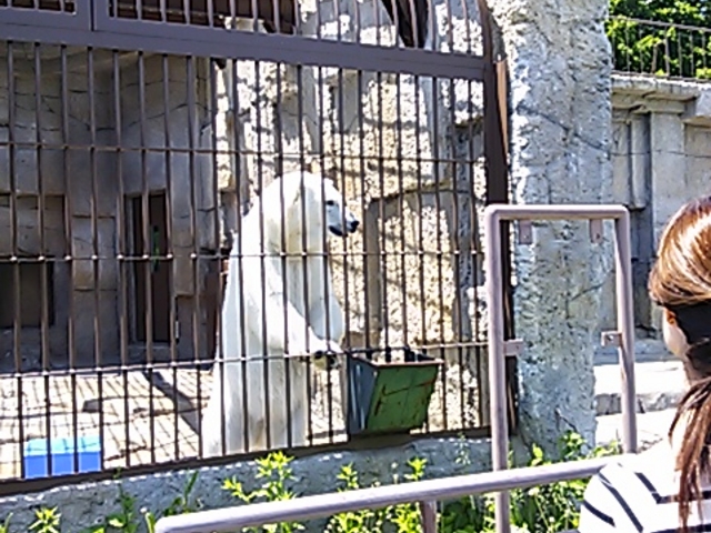 �V���N�}�ɂ����Â�_�~�R������