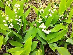 ɂ񂱂̍c삷uˌւ̓eʐ^1