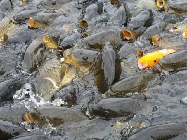 �싽���Y�Z���^�[�Ȃ��ɂ���r
�R�C���������񂢂ĉa��肪�ł��܂��B_�싽���Y�Z���^�[