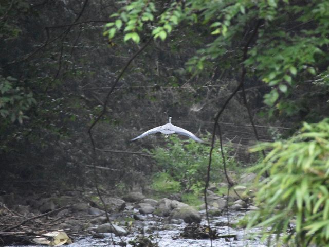 �юR���� �h���̏�����(����)_�юR����