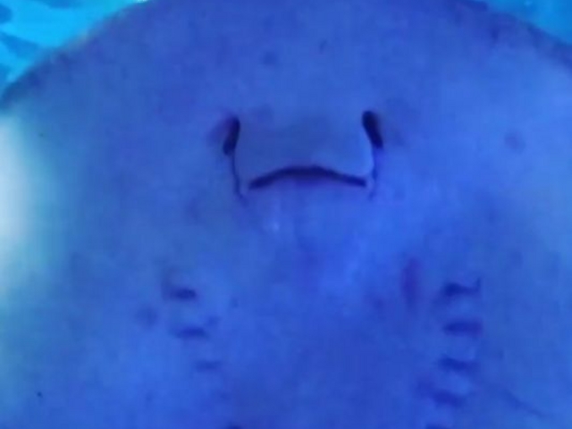 �G�C_���l�E���i���V�[�p���_�C�X