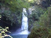 ����������񂳂�̃n�C�R���`�V�_�̌Q���̓��e�ʐ^2