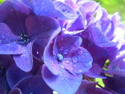 ҁ[񂳂̉lCObVK[f̓eʐ^2