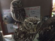 イ̃tNEJtF AE̐X HtX̓eʐ^1