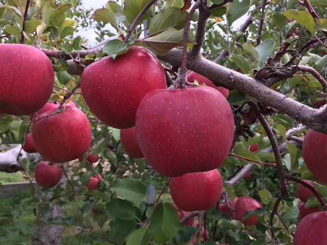 �^���ԂȂ��_���������_��