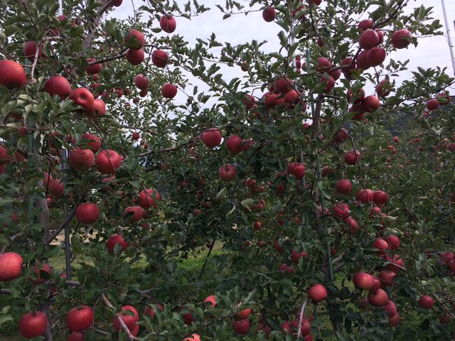 �����Ɏ��������_���������_��