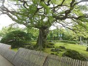 dai-neko̎Dԁ@P̃R~lJGf̓eʐ^1