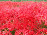 ҂̖̔ފ݉Ԃ̓eʐ^1