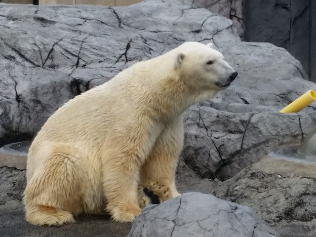 �V���N�}_���R������