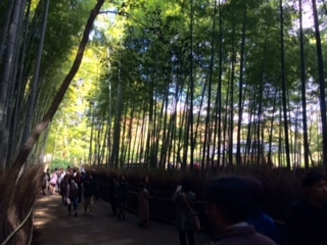 空が竹でおおわれています。_地蔵院（竹の寺）