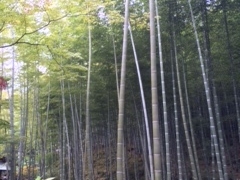 ݂񂳂̒|т̓ւ̓eʐ^1