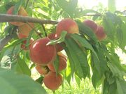 ف[񂳂̃AOp[N̓eʐ^1