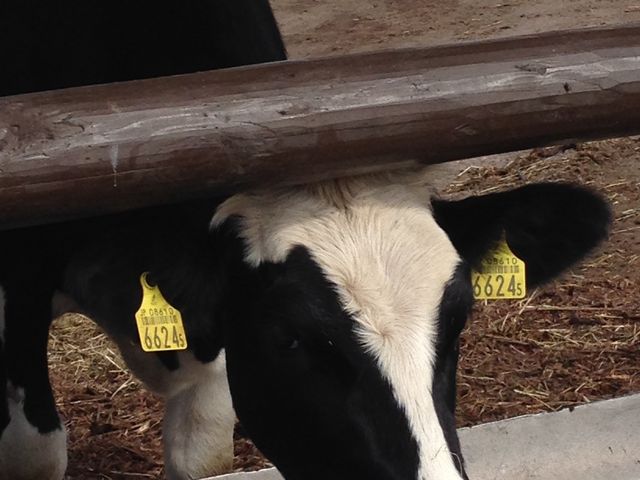 ����_���ً��� ������118