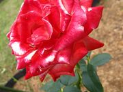 micky7777̋э]p̓eʐ^3