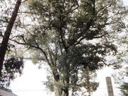 ڂ炳̐Aؐ_Ђ̓eʐ^3