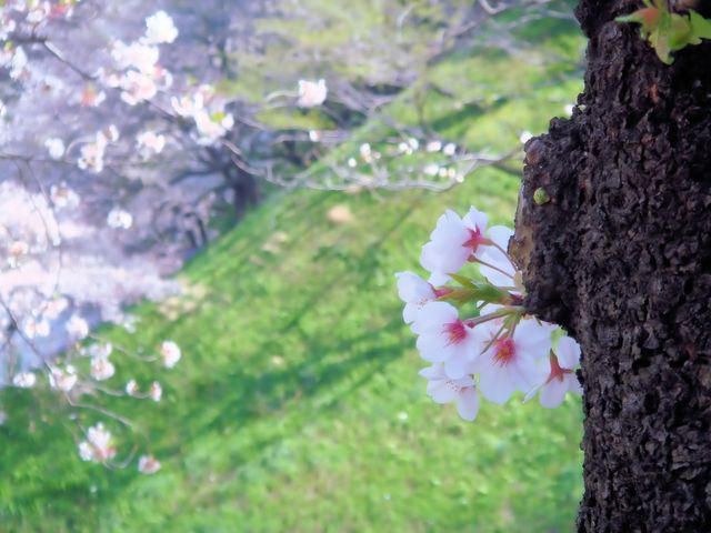 �璹�����̍�_�D�y�s���v��