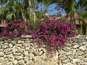 �Ƃ܂Ƃ܂���̃u�[�Q���r���A�̓��e�ʐ^2