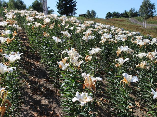 �x�炫�̃���_���̋������݂������[�p�[�N