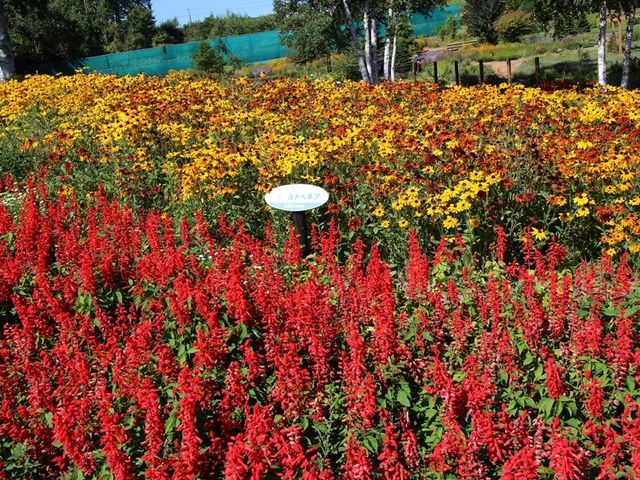 �T���r�A_���̋������݂������[�p�[�N