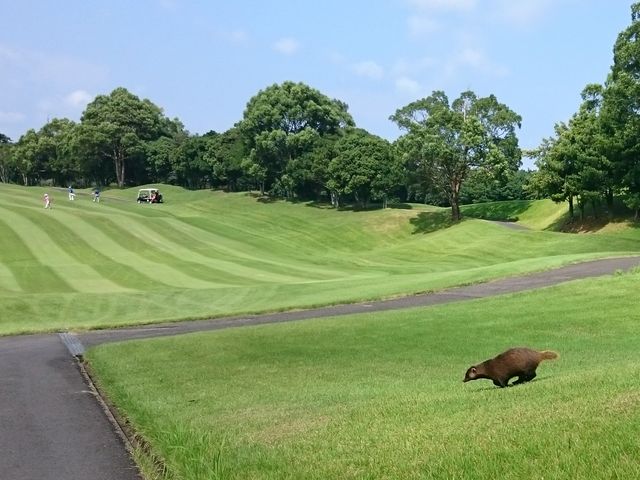 オーシャンパレスゴルフクラブ アクセス 営業時間 料金情報 じゃらんnet