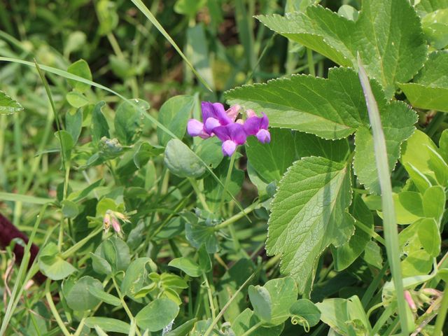 �n�}�i�X_�R���P�����ԉ�