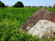 ǁ[̑咆̌ΓՂ̓eʐ^1