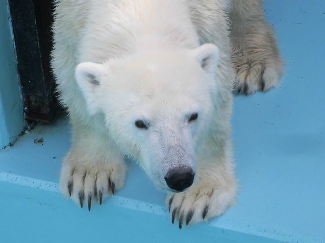 �A_���тЂ듮����