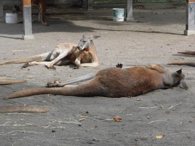 �G_���тЂ듮����