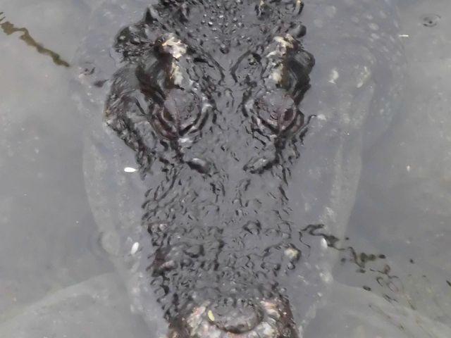 �M_���ꂱ�ǂ��̍� Okinawa zoo & museum